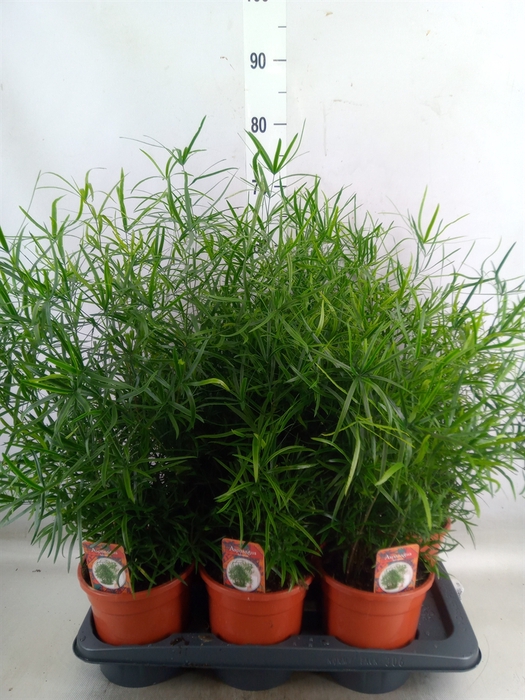 <h4>Asparagus falcatus</h4>