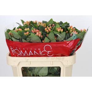Hypericum Mellow Romance Spray