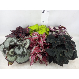 Begonia BD rex   ...mix