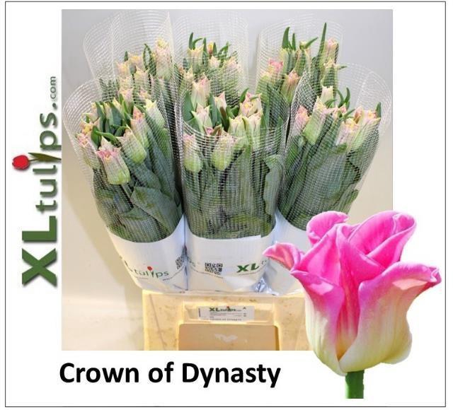 <h4>TU CO CROWN  DYNASTY</h4>