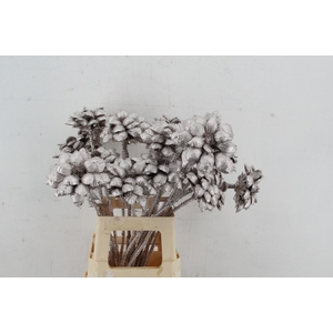 Stick Dahlia Sweet Champagne