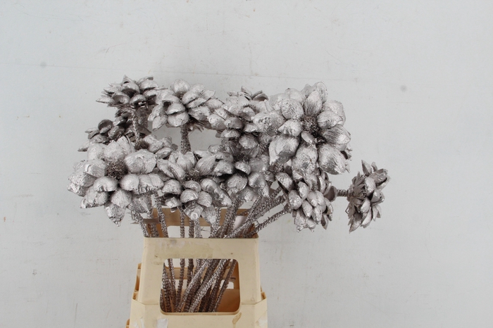 <h4>Stick Dahlia Sweet Champagne</h4>