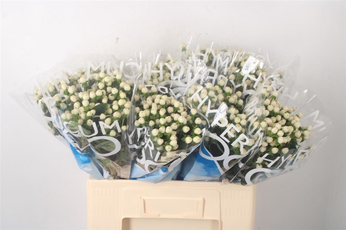 <h4>Hyp Coco Uno White</h4>