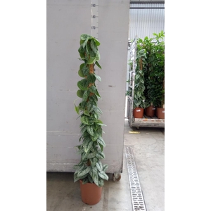 Scindapsus pictus 'Trebie'