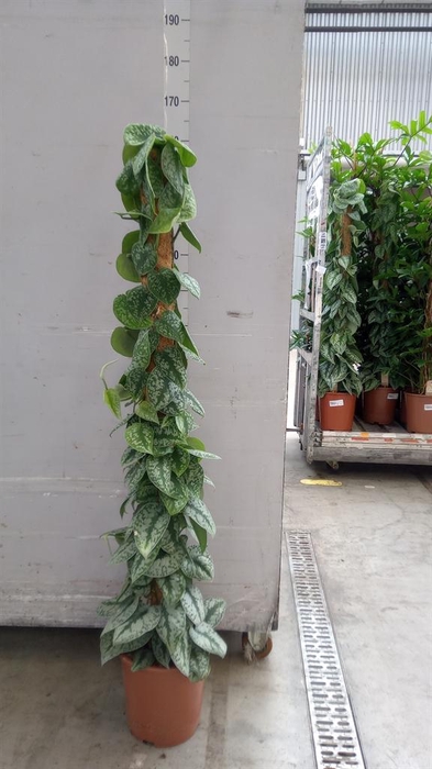 <h4>Scindapsus pictus 'Trebie'</h4>