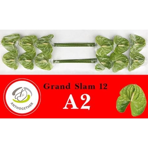 Anthurium Grand Slam