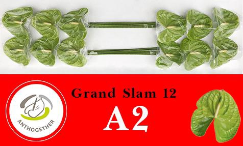 <h4>Anthurium Grand Slam</h4>