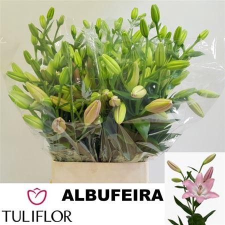 <h4>LI LA ALBUFEIRA</h4>
