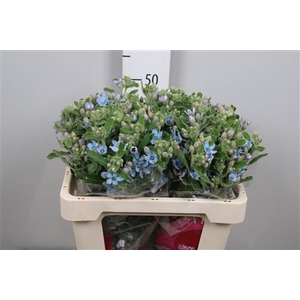 Oxy Co Tan Pure Blu