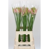 Nerine Vesta K