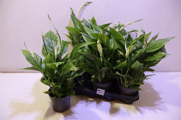 <h4>Spath Torelli</h4>
