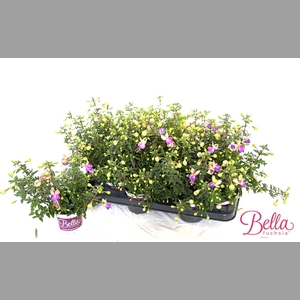 FUCHSIA B F BIANCA