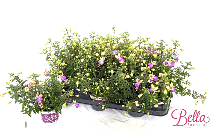 <h4>FUCHSIA B F BIANCA</h4>