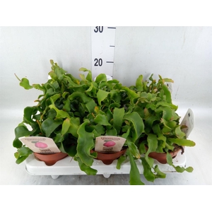 Epiphyllum guatem. var. monstrosa