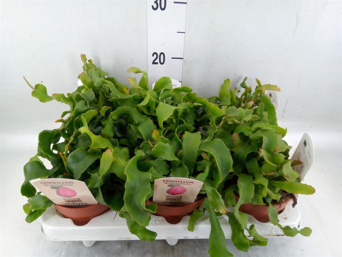 <h4>Epiphyllum guatem. var. monstrosa</h4>