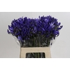 Agapanthus EYFORI Blue