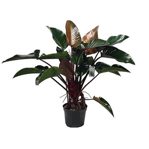 Philodendron Red Beauty (bark)