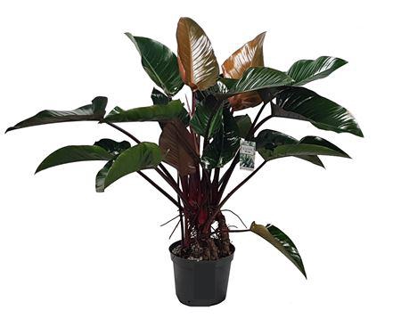 <h4>Philodendron Red Beauty (bark)</h4>
