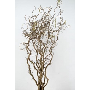 CORYL AV CONTORTA 2 JARIG 180CM