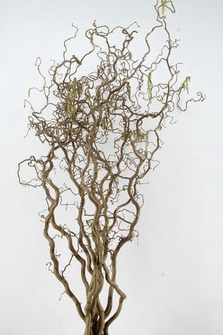 <h4>CORYL AV CONTORTA 2 JARIG 180CM</h4>