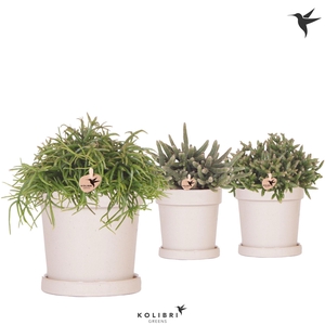 Kolibri Greens Rhipsalis mix in Flower pot sand
