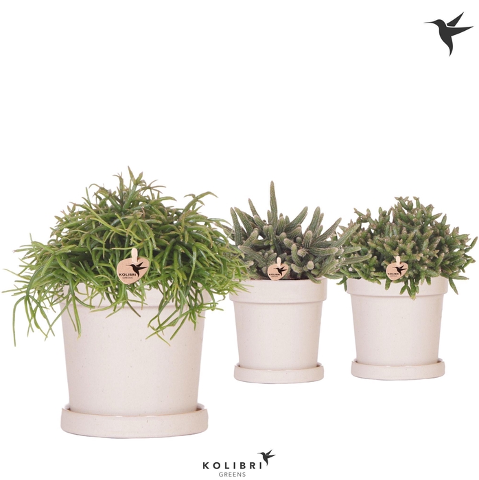 <h4>Kolibri Greens Rhipsalis mix in Flower pot sand</h4>