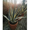 Agave overig