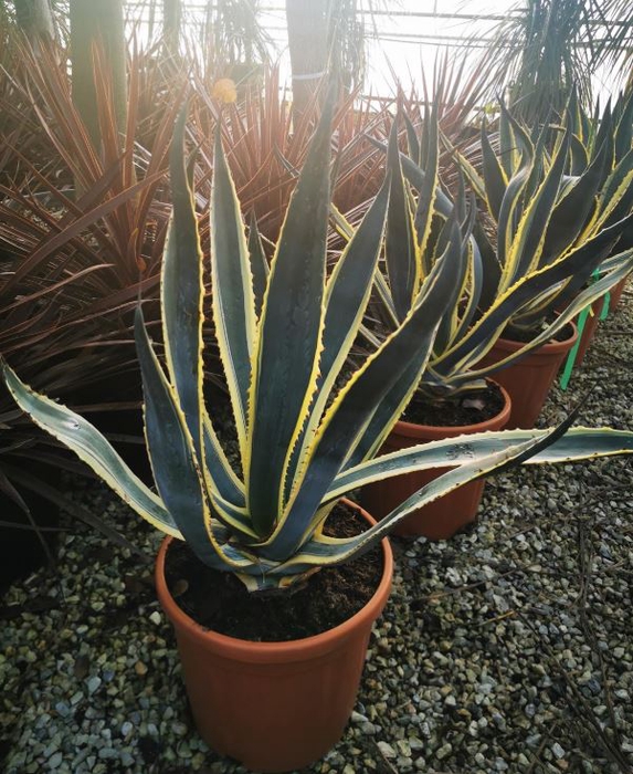 Agave overig