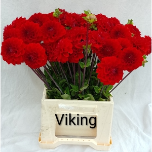 DAHL VIKING