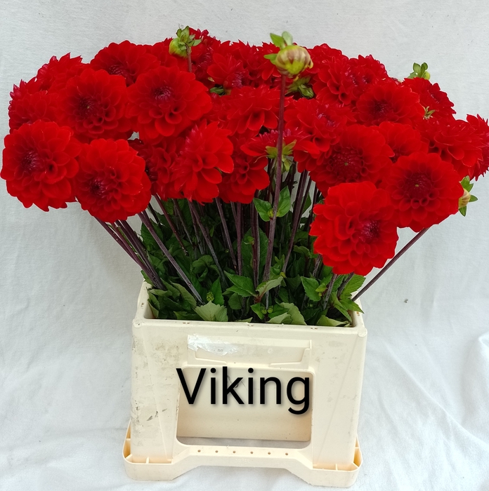 <h4>DAHL VIKING</h4>