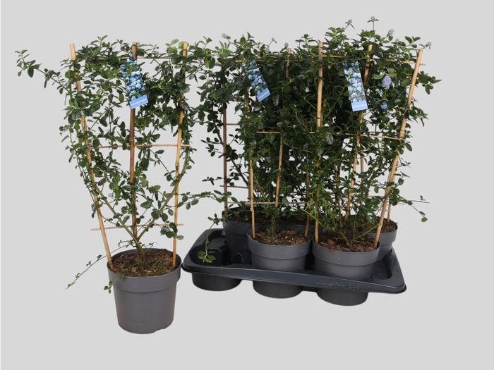 <h4>CEAN TH REPENS</h4>