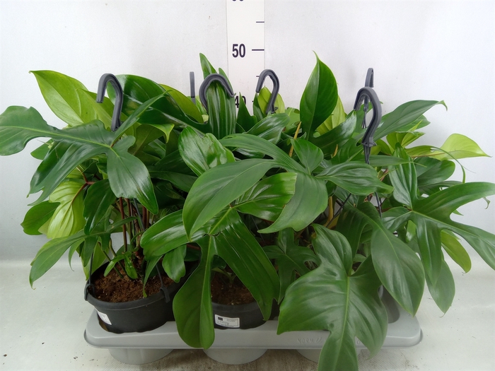 <h4>Philodendron   ...</h4>