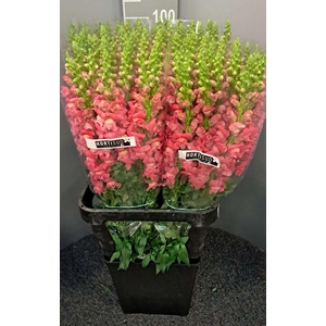 Antir Antibes Dark Pink