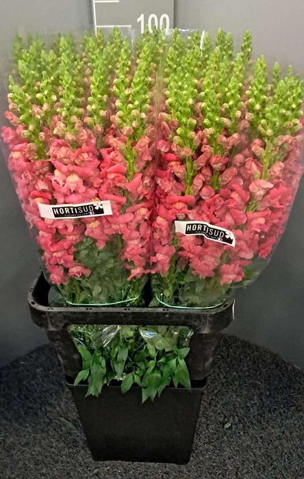 <h4>Antir Antibes Dark Pink</h4>