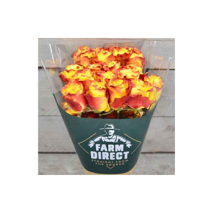 <h4>R Gr Sunset X-pression</h4>