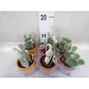 Opuntia microdasys 'Albispina'