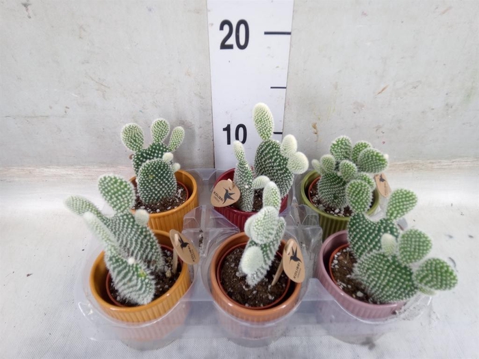 <h4>Opuntia microdasys 'Albispina'</h4>