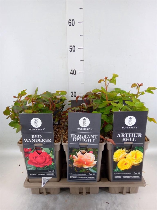 <h4>Rosa FL  ...</h4>