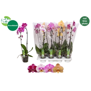 PHAL EL CASCADE