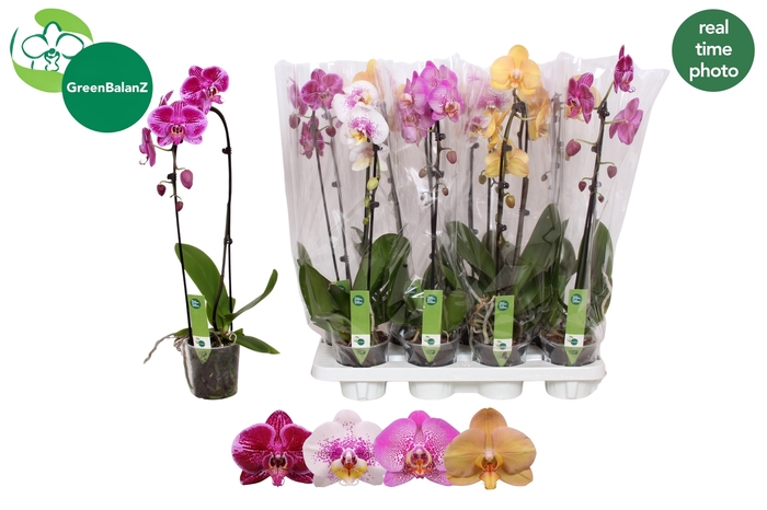 <h4>PHAL EL CASCADE</h4>