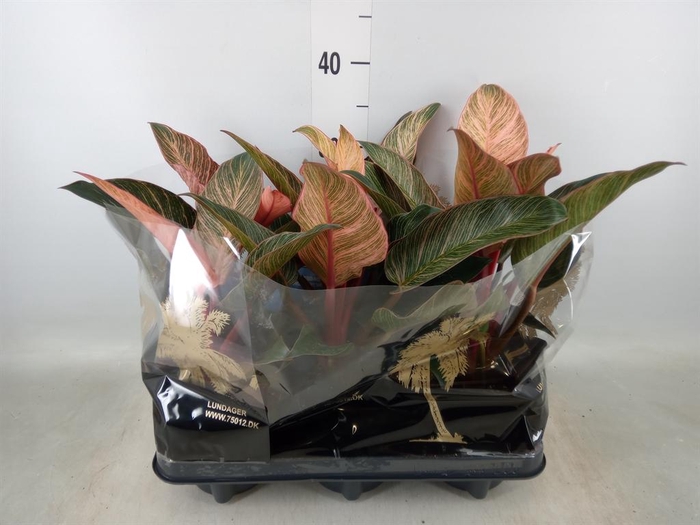 <h4>Philodendron ...</h4>