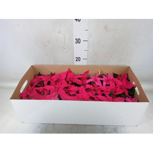 Euphorbia pulc. 'Princ Dark Pink'