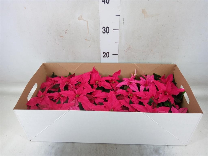 <h4>Euphorbia pulc. 'Princ Dark Pink'</h4>