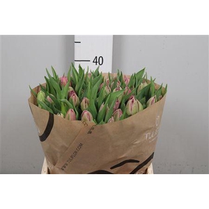 Tu Du Double Princes