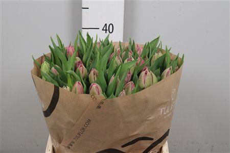 <h4>Tu Du Double Princes</h4>