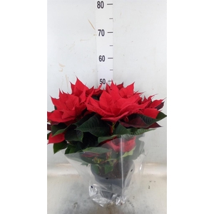 Euphorbia pulc. 'Christ Feel'