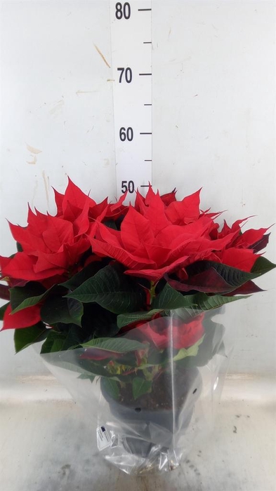 <h4>Euphorbia pulc. 'Christ Feel'</h4>