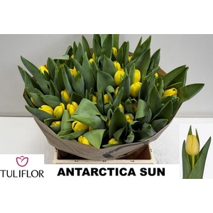 TU EN ANTARCTICA SUN