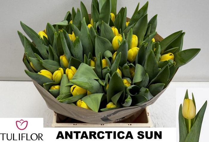 <h4>TU EN ANTARCTICA SUN</h4>