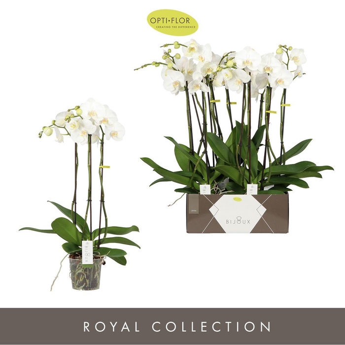 <h4>Bijoux Crystal 3 spike</h4>